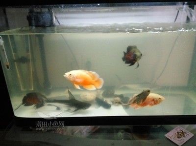 地圖魚成年魚養倆條用多大魚缸合適（關于地圖魚的飼養指南） 地圖魚成年魚養倆條用多大魚缸合適（關于地圖魚的飼養指南） 魚缸百科 第2張