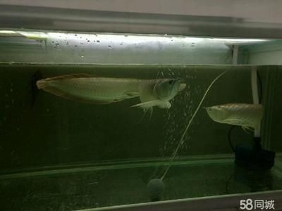 地圖魚成年魚養倆條用多大魚缸合適（關于地圖魚的飼養指南） 地圖魚成年魚養倆條用多大魚缸合適（關于地圖魚的飼養指南） 魚缸百科 第3張