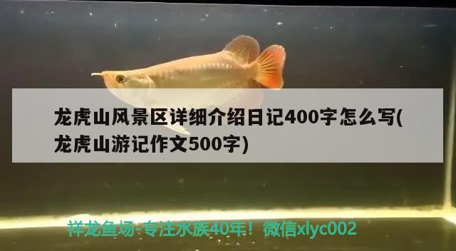 龍虎山風景區詳細介紹日記400字怎么寫(龍虎山游記作文500字)