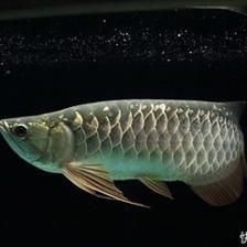 龍魚幾天能適應(yīng)新環(huán)境嗎：龍魚幾天能適應(yīng)新環(huán)境