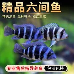 薩伊藍20厘米多少錢