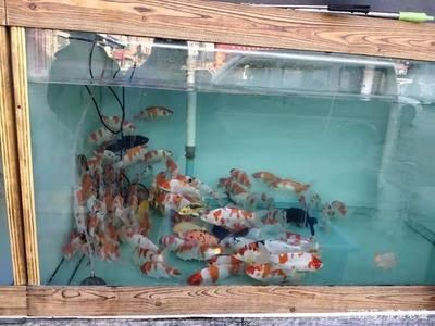 給魚缸換水時，是否可以加點煮開的熱水？：在給魚缸換水時，是否可以加點煮開的熱水是一個需要注意的問題