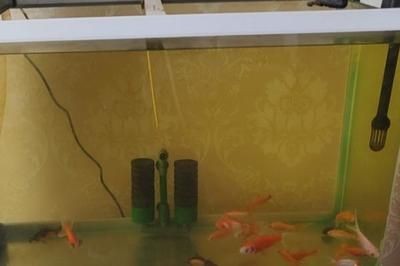 給魚缸換水時，是否可以加點煮開的熱水？：在給魚缸換水時，是否可以加點煮開的熱水是一個需要注意的問題