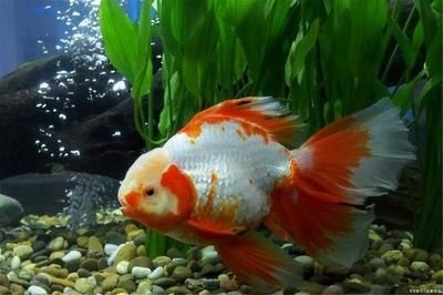 給魚缸換水時，是否可以加點煮開的熱水？：在給魚缸換水時，是否可以加點煮開的熱水是一個需要注意的問題