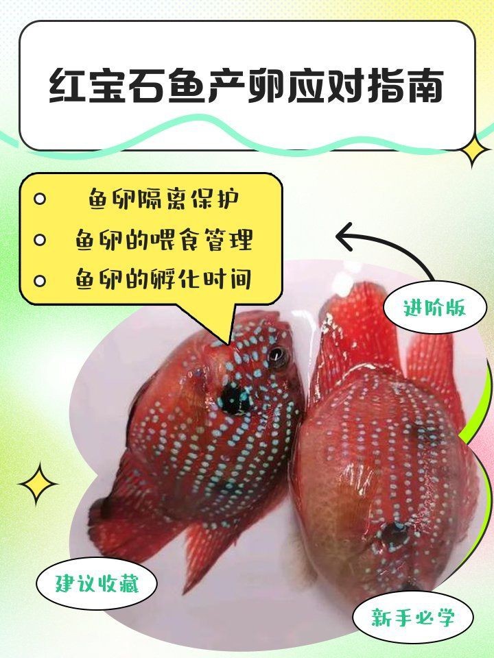 紅財神魚產卵后最忌三種東西