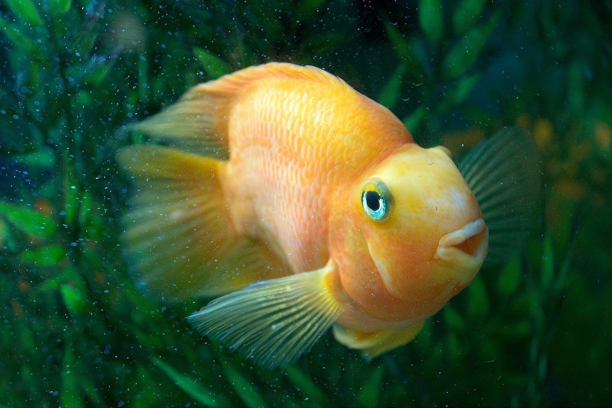 紅財(cái)神魚產(chǎn)卵后最忌三種東西 紅財(cái)神魚產(chǎn)卵后最忌三種東西 龍魚論壇 第9張