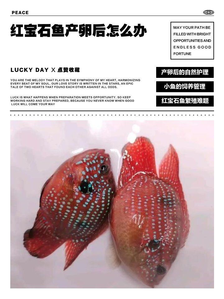 紅財(cái)神魚產(chǎn)卵后最忌三種東西 紅財(cái)神魚產(chǎn)卵后最忌三種東西 龍魚論壇 第18張