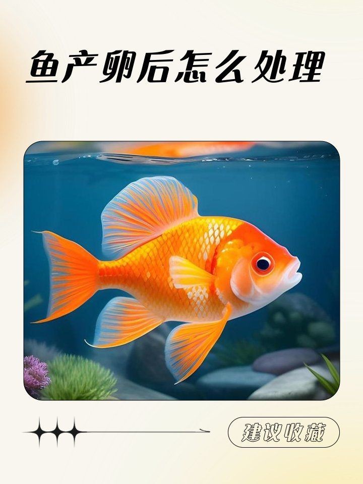 紅財(cái)神魚產(chǎn)卵后最忌三種東西 紅財(cái)神魚產(chǎn)卵后最忌三種東西 龍魚論壇 第14張
