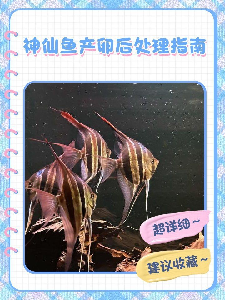 紅財(cái)神魚產(chǎn)卵后最忌三種東西 紅財(cái)神魚產(chǎn)卵后最忌三種東西 龍魚論壇 第16張