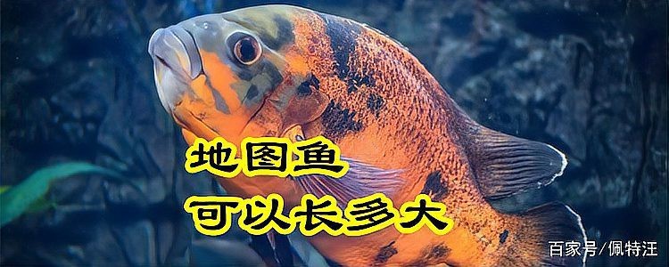 地圖魚(yú)養(yǎng)幾條不打架