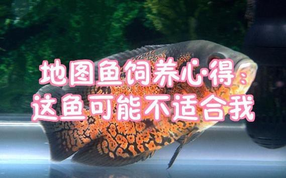 地圖魚養幾條不打架