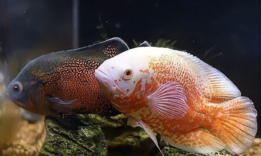 地圖魚(yú)養(yǎng)幾條不打架