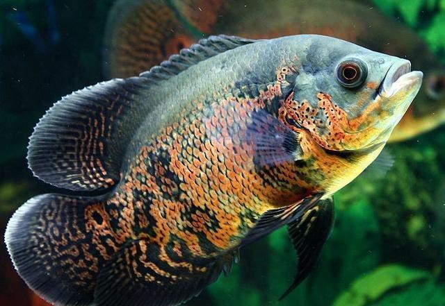 地圖魚(yú)養(yǎng)幾條不打架