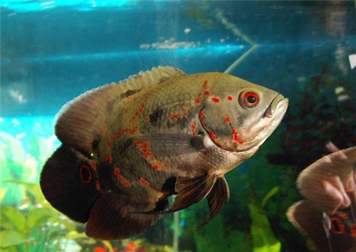 地圖魚養幾條不打架