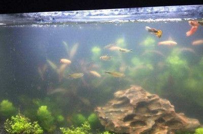 魚缸水渾過濾不清（魚缸水渾過濾不清,魚缸水渾濁可能是由多種原因引起的）