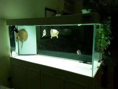 魚缸水渾過濾不清（魚缸水渾過濾不清,魚缸水渾濁可能是由多種原因引起的）