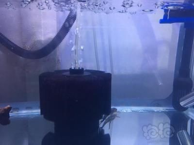 魚缸水渾過濾不清（魚缸水渾過濾不清,魚缸水渾濁可能是由多種原因引起的）