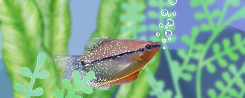 魚有記憶力嗎魚的記憶有多久