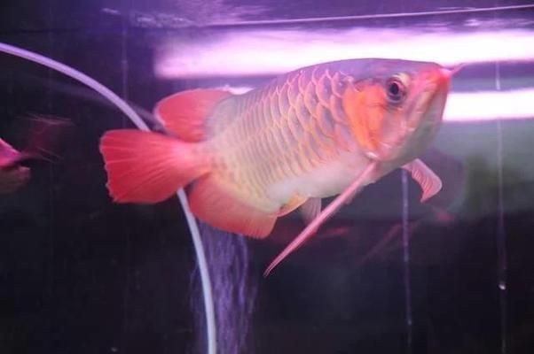 西南方位魚(yú)缸擺放的最佳尺寸：西南方位魚(yú)缸擺放的最佳尺寸應(yīng)綜合考慮風(fēng)水和實(shí)際尺寸 西南方位魚(yú)缸擺放的最佳尺寸：西南方位魚(yú)缸擺放的最佳尺寸應(yīng)綜合考慮風(fēng)水和實(shí)際尺寸 魚(yú)缸百科 第1張