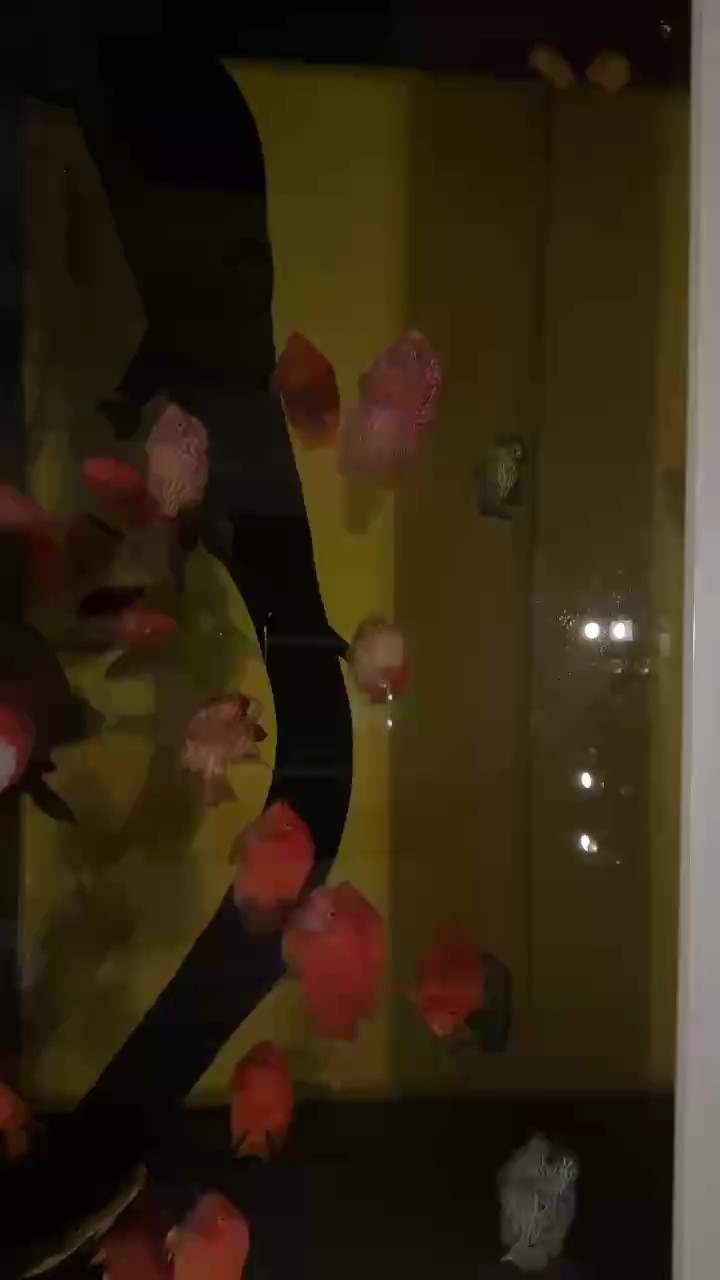 無燈視頻