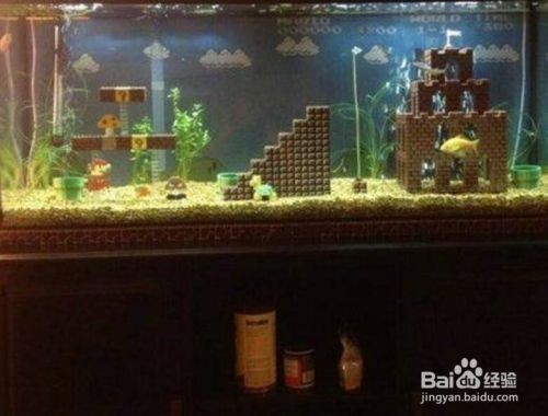 魚缸隔離能繁殖小魚嗎：如何使用魚缸隔離繁殖小魚 魚缸隔離能繁殖小魚嗎：如何使用魚缸隔離繁殖小魚 魚缸百科 第5張