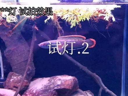養(yǎng)龍魚什么燈好看又實用