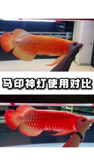 養(yǎng)龍魚什么燈好看又實用