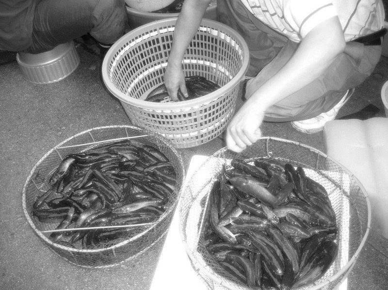 寧波蟹虎魚多少一斤