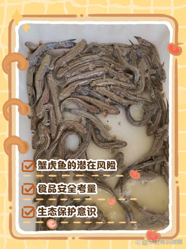 寧波蟹虎魚多少一斤
