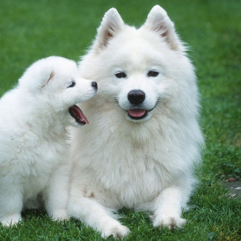 寵物售賣平臺 寵物售賣平臺 2025長城杯龍魚大賽 第1張