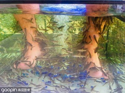 祥龍魚場是否提供魚缸定制服務？，祥龍魚場提供魚缸定制服務嗎 祥龍魚場是否提供魚缸定制服務？，祥龍魚場提供魚缸定制服務嗎 龍魚百科 第1張