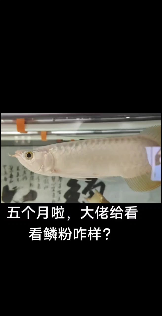 鱗粉厚度咋樣