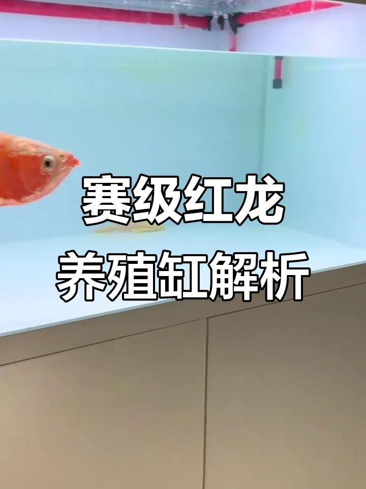 龍魚缸有必要雙水位嗎