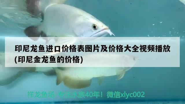銀龍魚(yú)應(yīng)該怎么養(yǎng)，銀龍魚(yú)屬于什么魚(yú)，，銀龍魚(yú)屬于什么魚(yú)，應(yīng)該怎么養(yǎng)