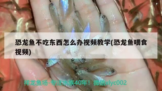 銀龍魚(yú)應(yīng)該怎么養(yǎng)，銀龍魚(yú)屬于什么魚(yú)，，銀龍魚(yú)屬于什么魚(yú)，應(yīng)該怎么養(yǎng)
