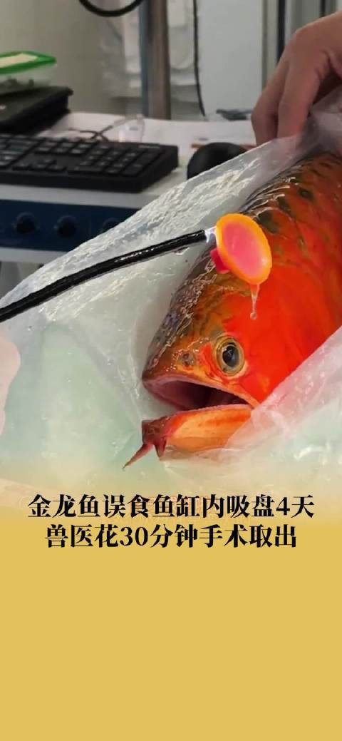 金龍魚動手術(shù)