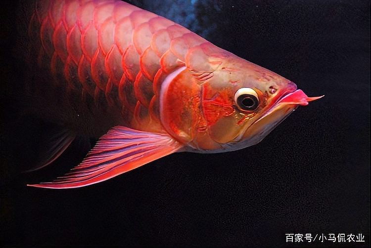 金龍魚動手術(shù)