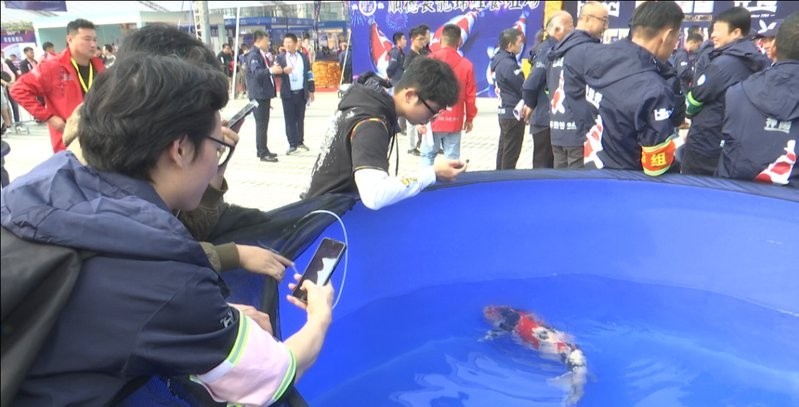 有哪些知名的龍魚養(yǎng)殖基地參加了比賽？