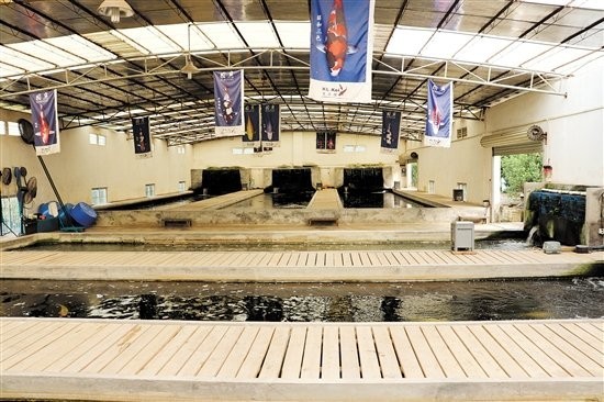 有哪些知名的龍魚養(yǎng)殖基地參加了比賽？