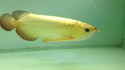 紅尾金龍魚什么時候發色（關于紅尾金龍魚發色的問題）