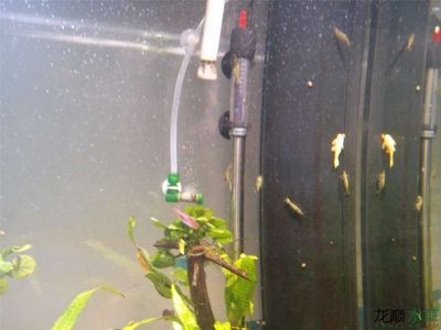 底濾魚缸改草缸視頻(如何將廢舊魚缸改造成水草缸) 魚缸百科 第3張 底濾魚缸改草缸視頻(如何將廢舊魚缸改造成水草缸) 底濾魚缸改草缸視頻(如何將廢舊魚缸改造成水草缸) 魚缸百科 第3張