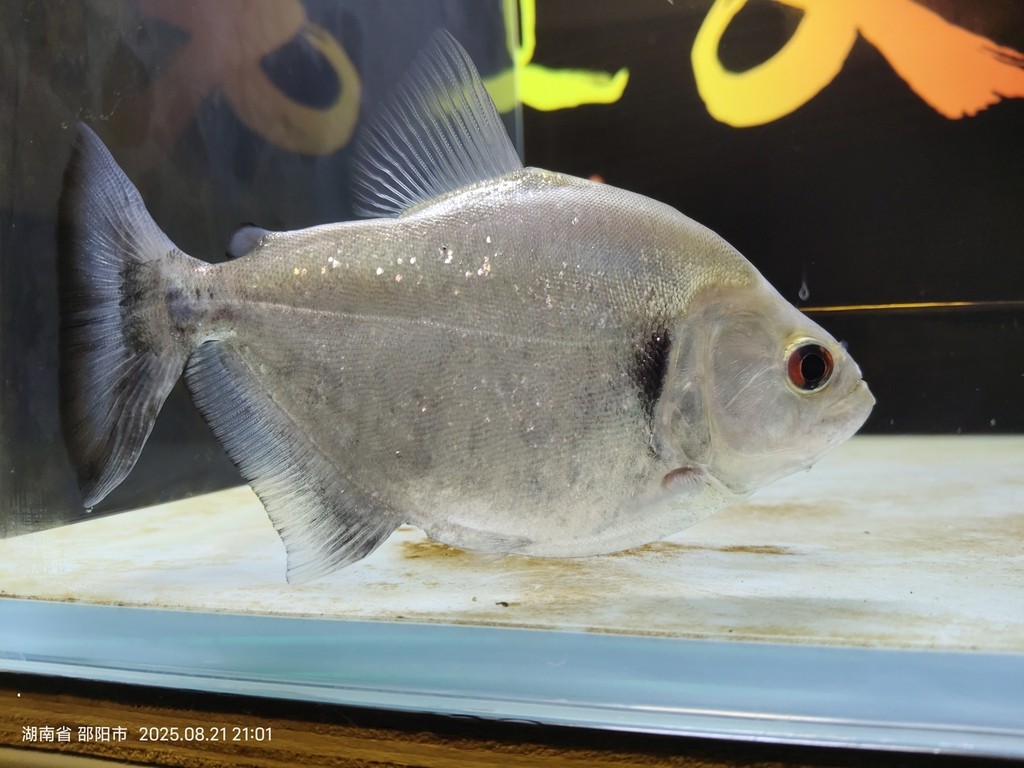 突然發(fā)現(xiàn)這魚好像和以前不一樣了 突然發(fā)現(xiàn)這魚好像和以前不一樣了 龍魚論壇