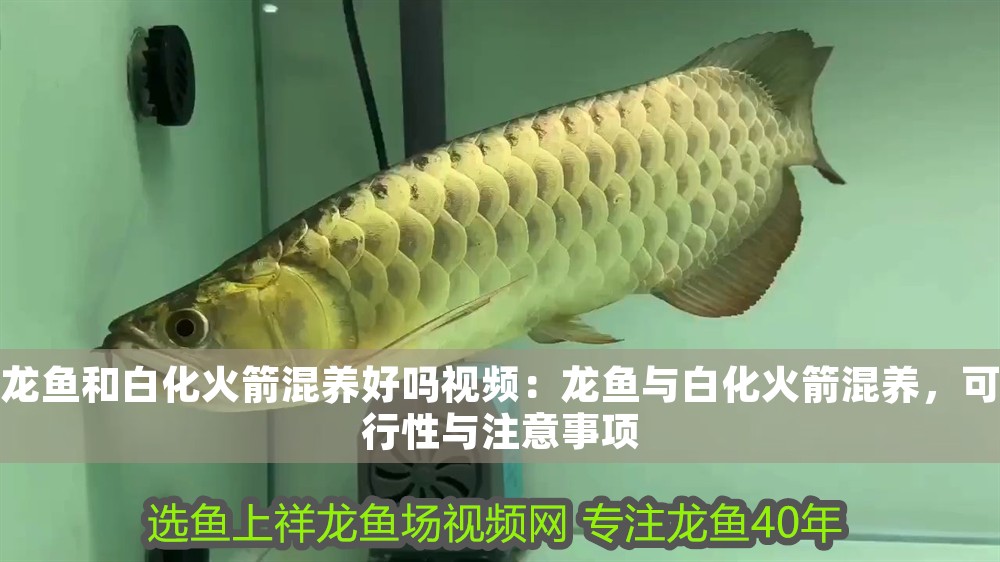 龍魚和白化火箭混養好嗎視頻：龍魚與白化火箭混養，可行性與注意事項
