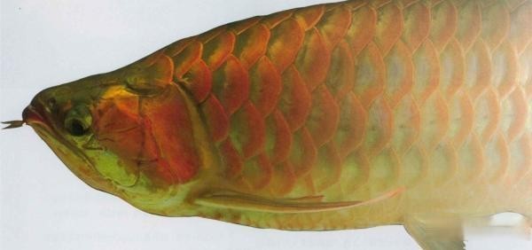 這條龍魚為什么會(huì)被稱為“活體藝術(shù)品”? 2025長城杯龍魚大賽 第7張 這條龍魚為什么會(huì)被稱為“活體藝術(shù)品”? 這條龍魚為什么會(huì)被稱為“活體藝術(shù)品”? 2025長城杯龍魚大賽 第7張