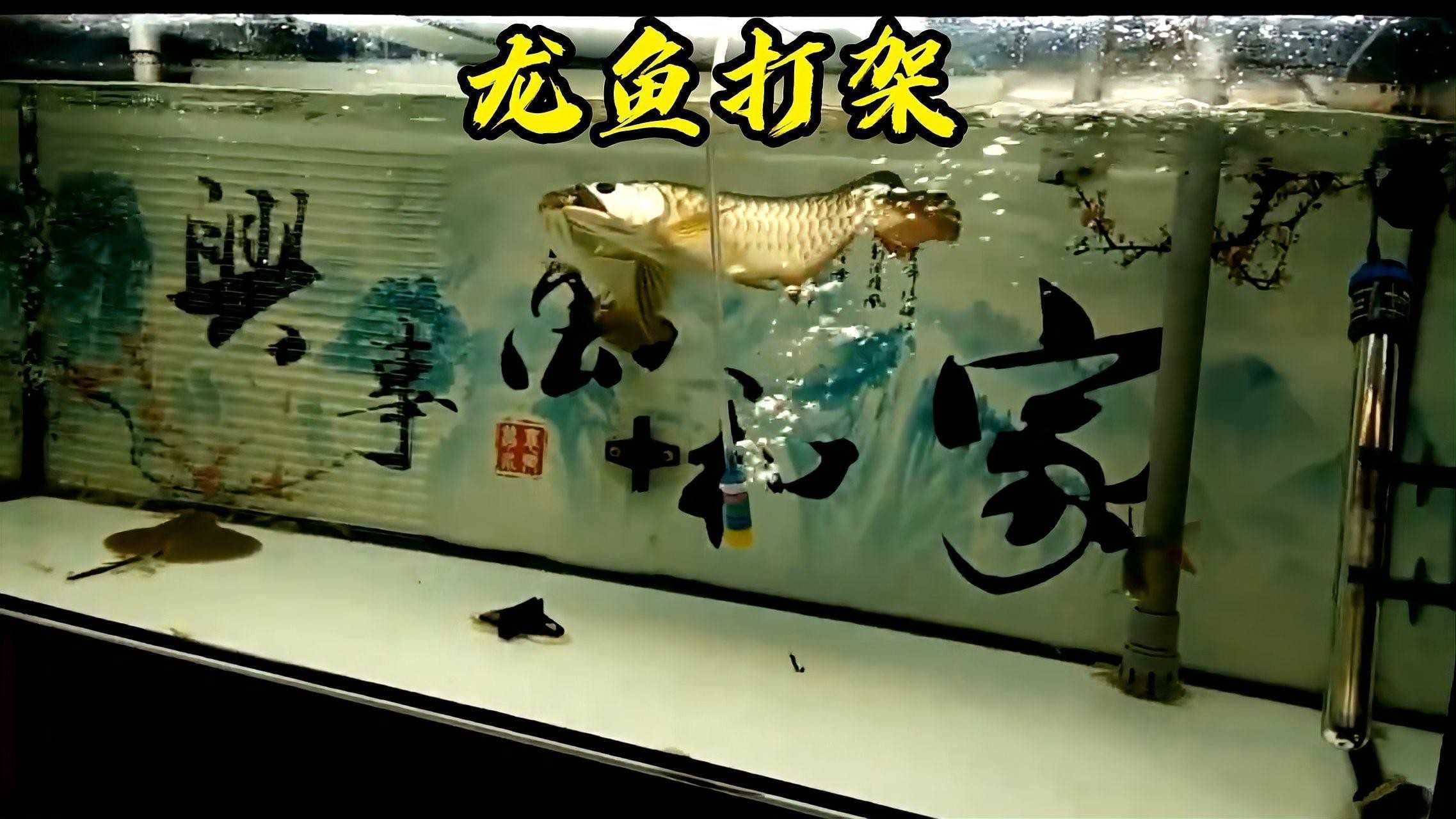 龍魚混養(yǎng)時(shí)如何避免沖突？ 龍魚混養(yǎng)時(shí)如何避免沖突？ 龍魚論壇 第1張
