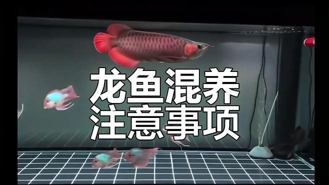 龍魚混養(yǎng)時(shí)如何避免沖突？ 龍魚混養(yǎng)時(shí)如何避免沖突？ 龍魚論壇 第5張