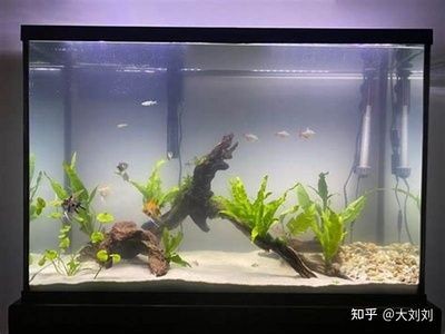 高錳酸鉀清洗方法:高錳酸鉀在魚缸中的使用 魚缸百科 第4張 高錳酸鉀清洗方法:高錳酸鉀在魚缸中的使用 高錳酸鉀清洗方法:高錳酸鉀在魚缸中的使用 魚缸百科 第4張