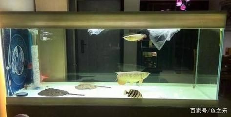 高錳酸鉀清洗方法：高錳酸鉀在魚缸中的使用 高錳酸鉀清洗方法：高錳酸鉀在魚缸中的使用 魚缸百科 第3張