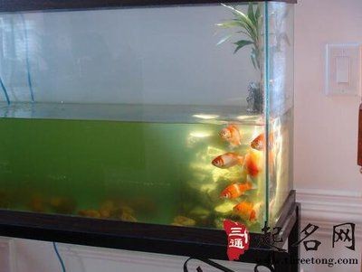 夢魚缸的魚死了：夢見魚缸的魚死了