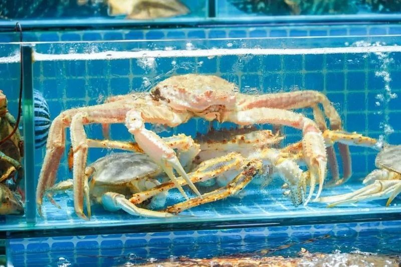 荔灣區(qū)還有哪些其他龍魚市場？